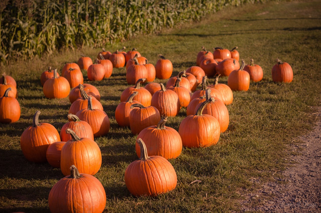 A selection of pumpkins displayed next to a cornfield.