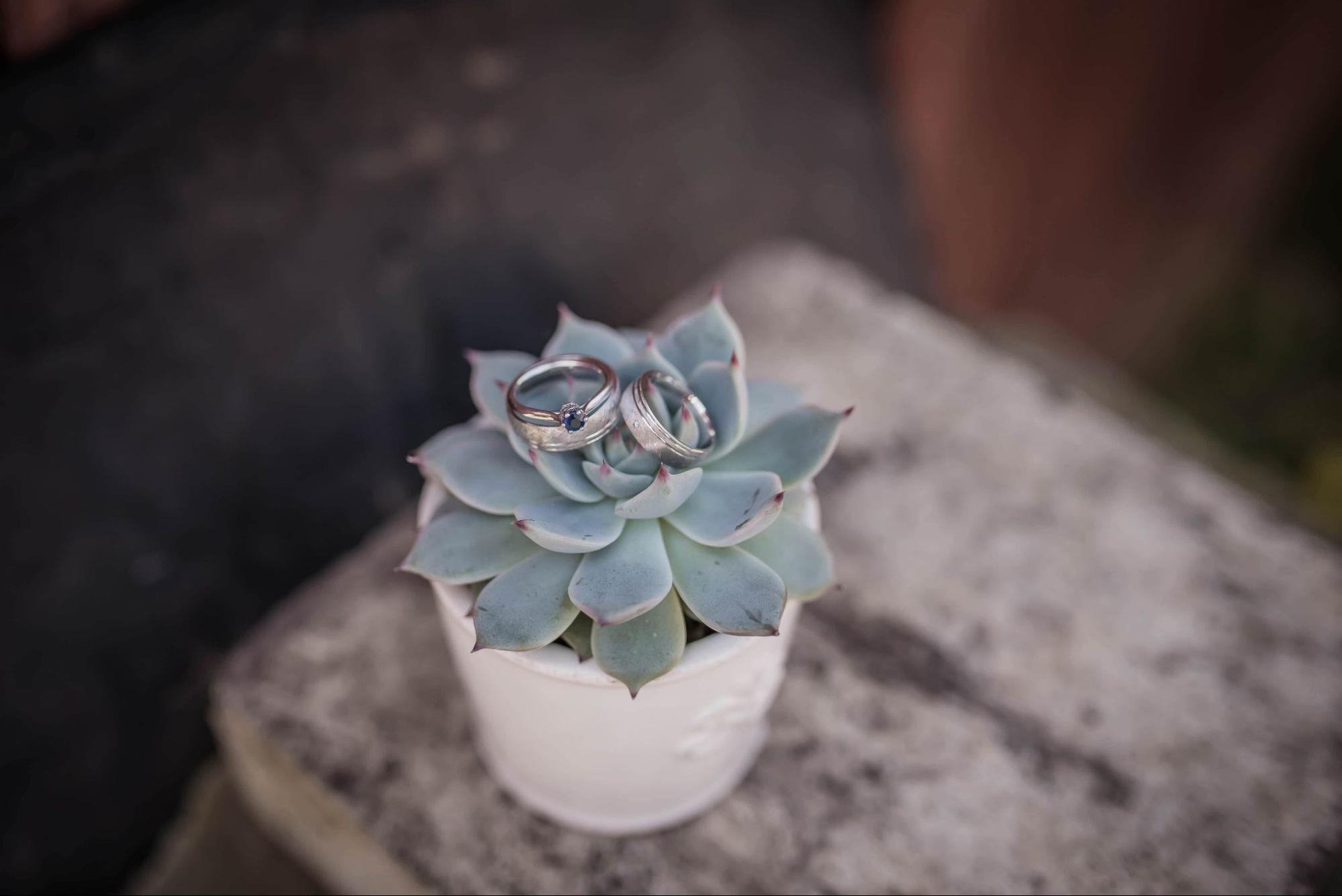 a sapphire engagement ring sits with two wedding bands on a succulent.